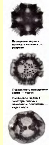 Одуванчик лекарственный (Taraxacum officinale Wigg.)-пыльцевые зерна Одуванчик лекарственный (Taraxacum officinale Wigg.)-пыльцевые зерна